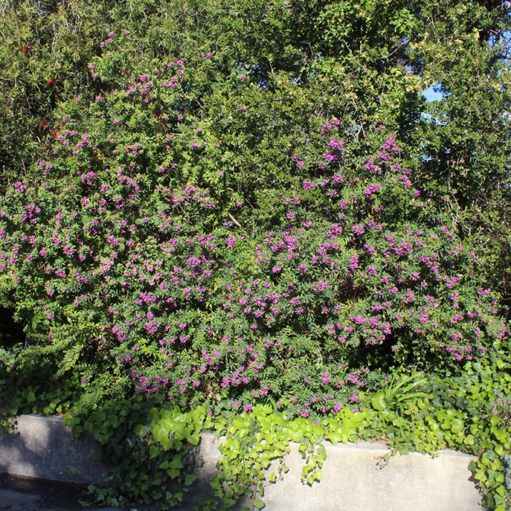 Lespedeza thunbergii - Thunbergs Buschklee