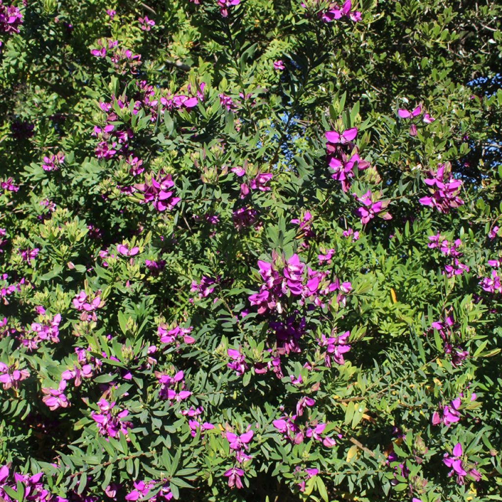 Lespedeza thunbergii - Thunbergs Buschklee