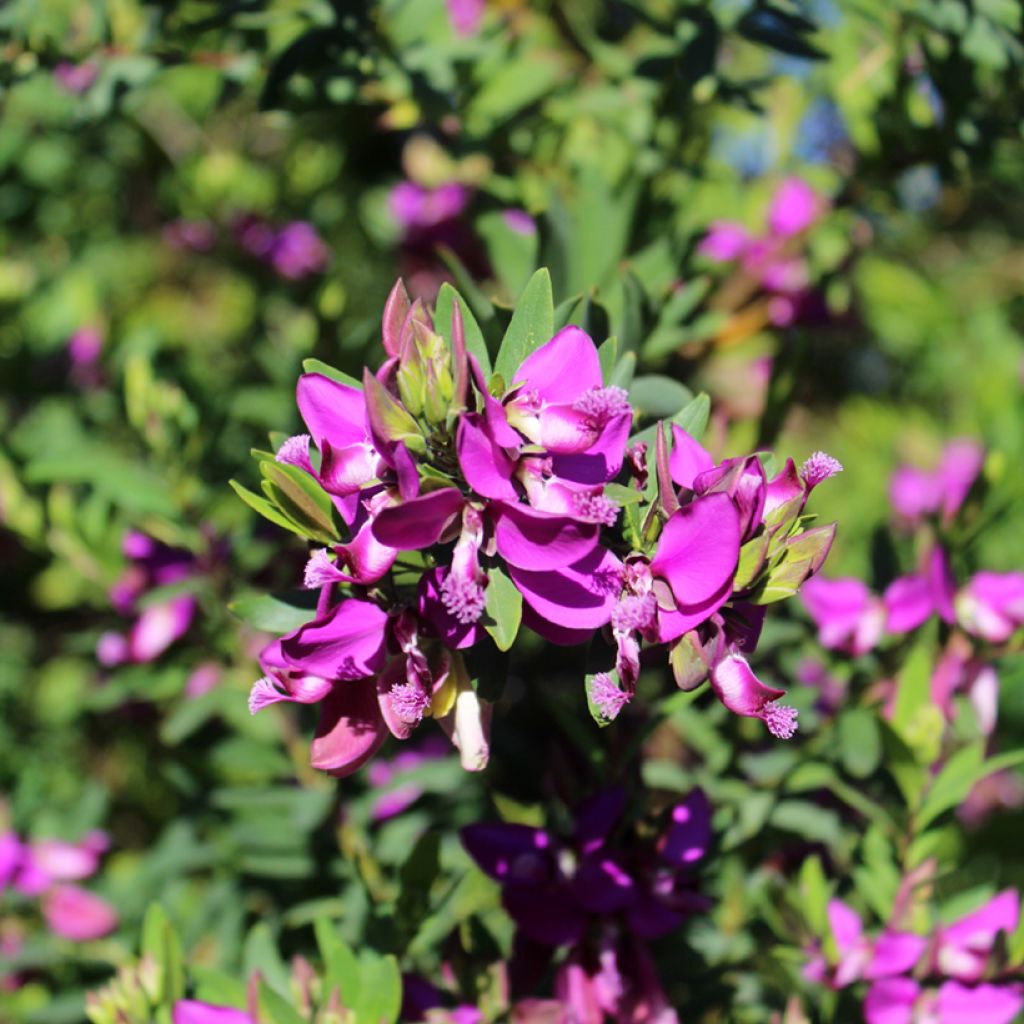 Lespedeza thunbergii - Thunbergs Buschklee