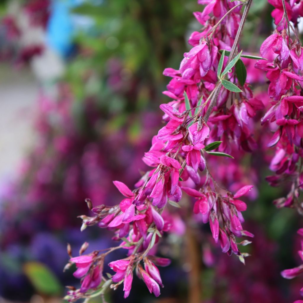 Lespedeza thunbergii - Thunbergs Buschklee