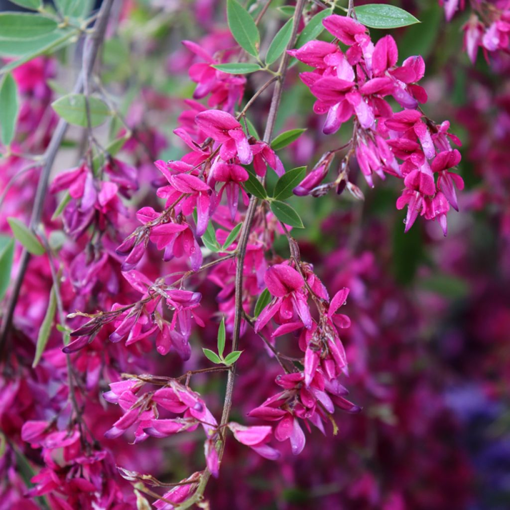 Lespedeza thunbergii - Thunbergs Buschklee