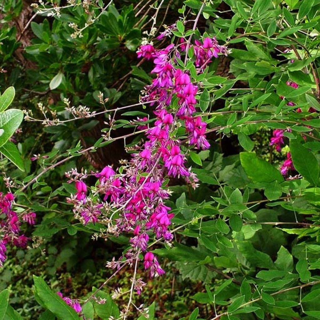 Lespedeza thunbergii - Thunbergs Buschklee