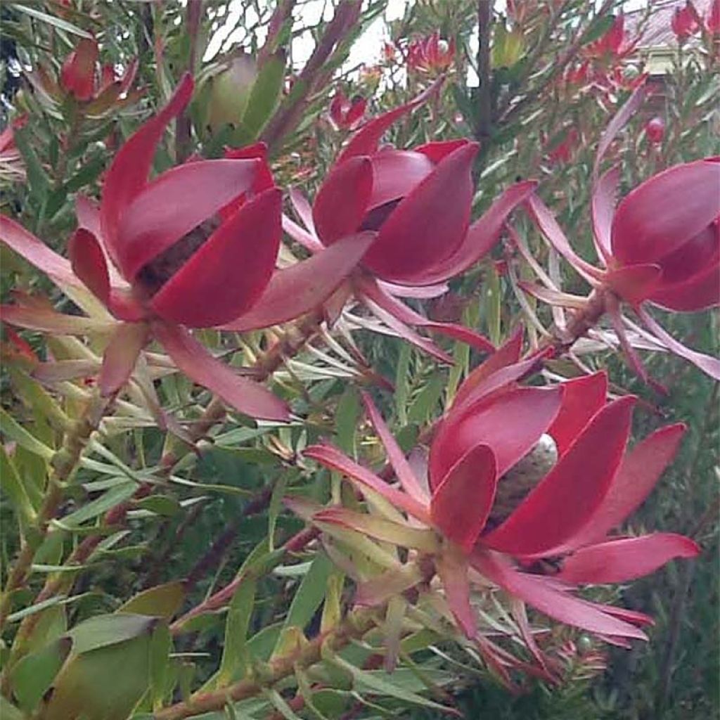 Leucadendron salignum Devil's Blush