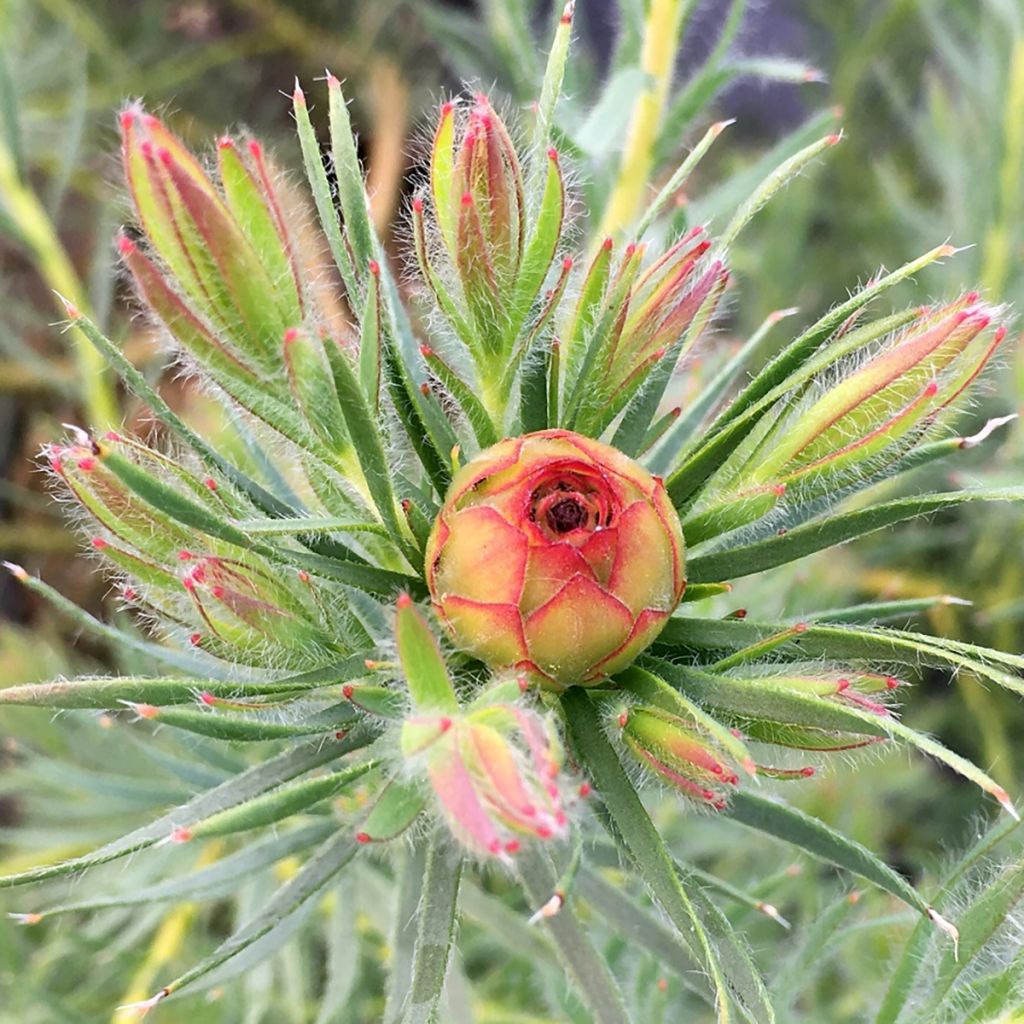 Leucadendron Jubilee Crown