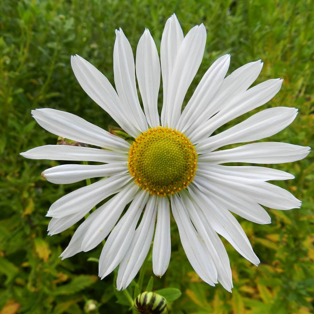 Leucanthemella serotina - Herbstmargerite