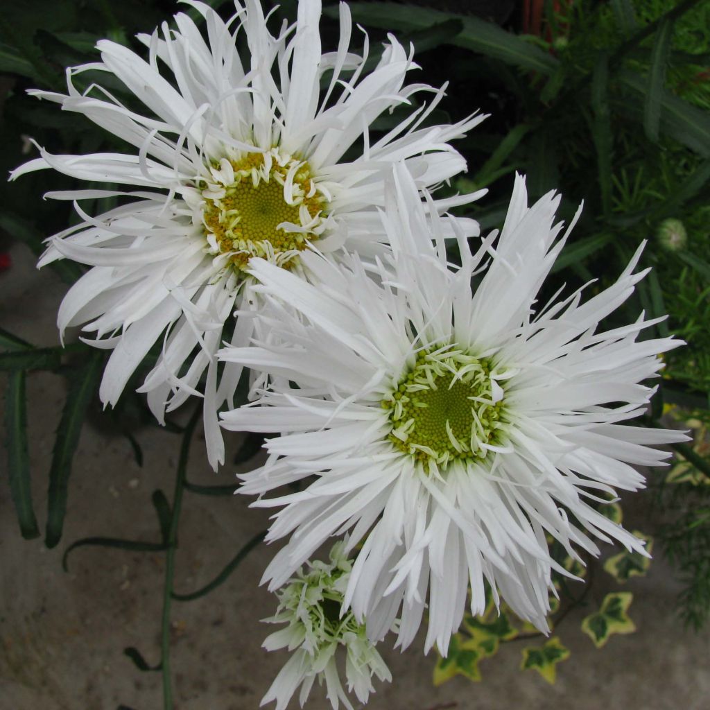 Großblumige Garten-Margerite Aglaia - Leucanthemum