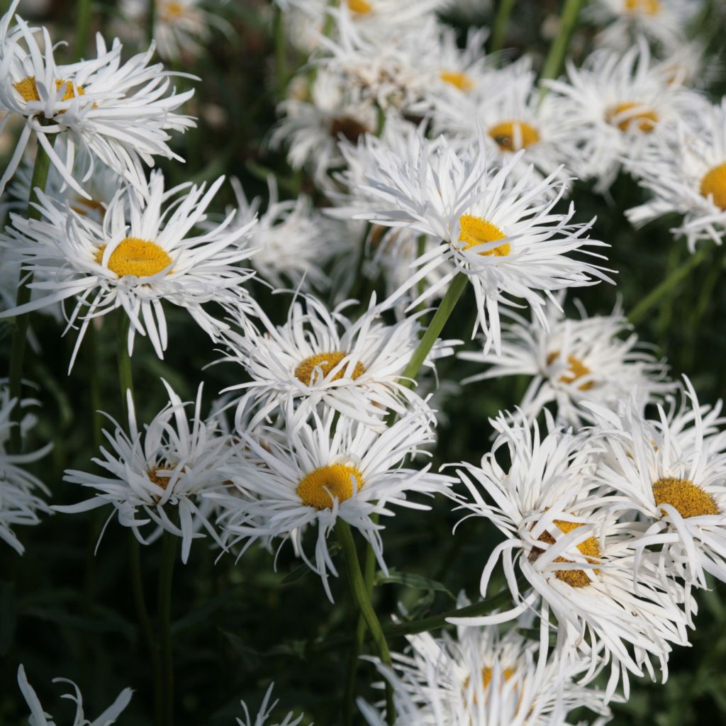 Großblumige Margerite Shapcott Gossamer - Leucanthemum