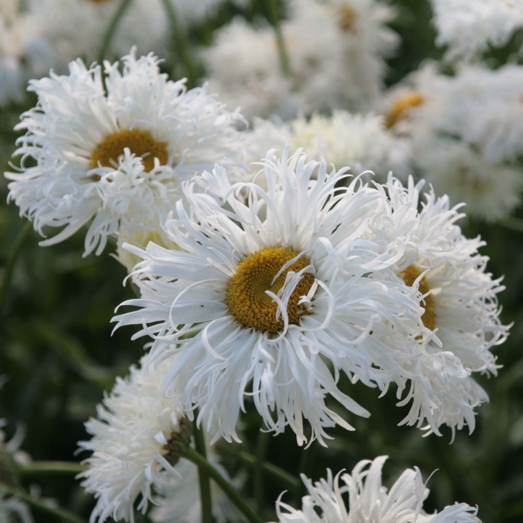 Großblumige Margerite Shapcott Ruffles - Leucanthemum