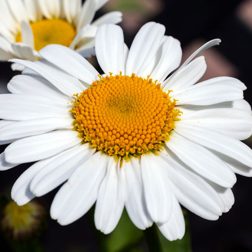 Großblumige Garten-Margerite Snow Lady - Leucanthemum