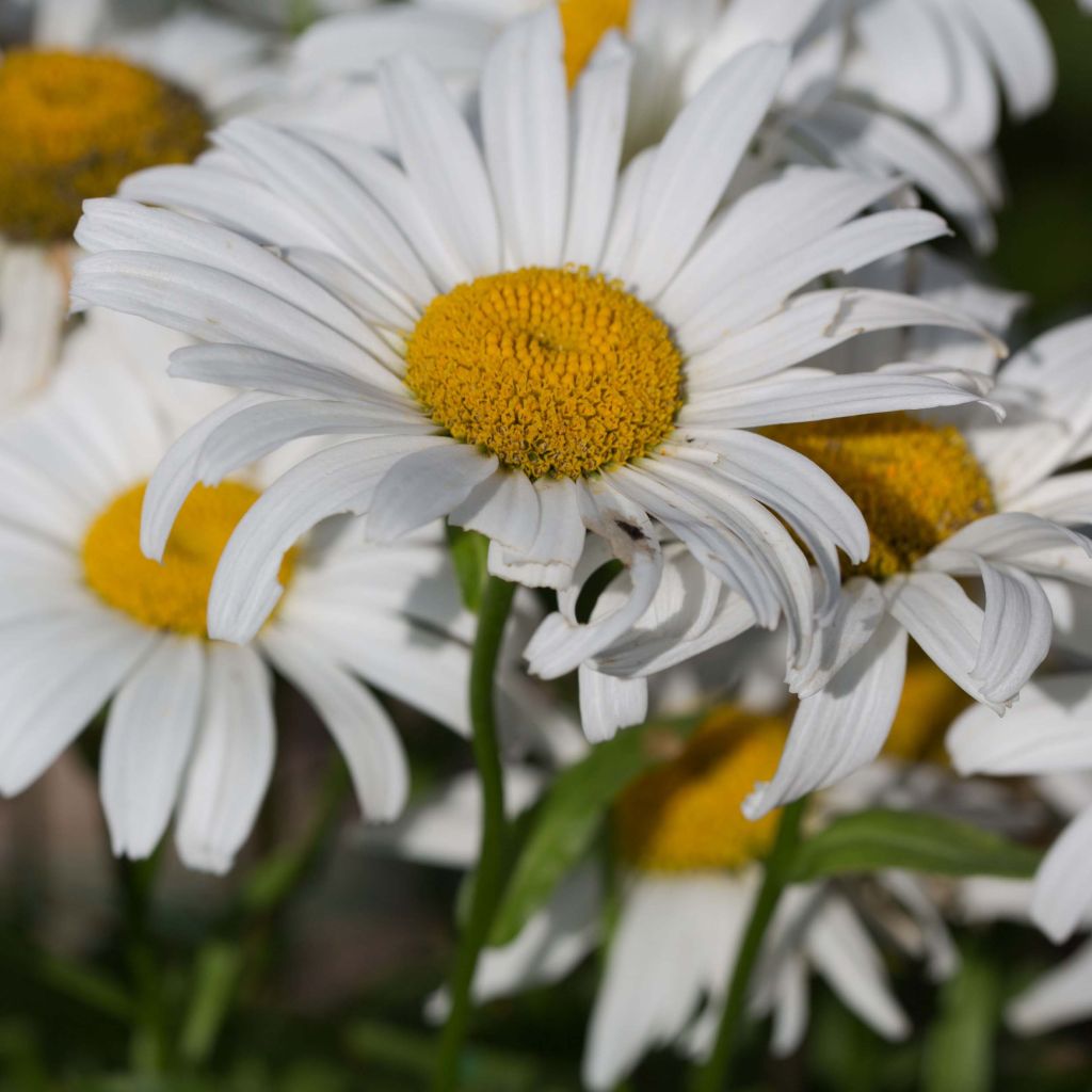 Großblumige Garten-Margerite Snow Lady - Leucanthemum