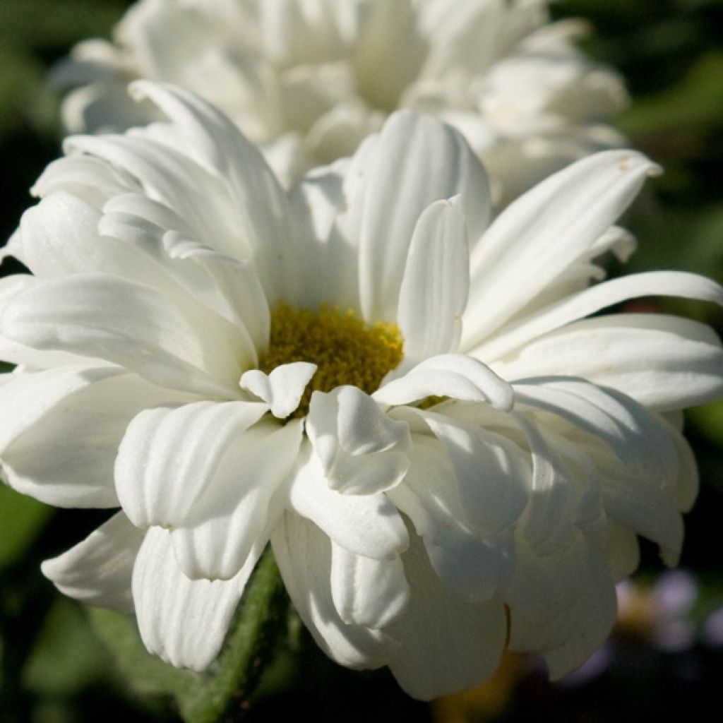 Leucanthemum Victorian Secret - Marguerite à fleurs doubles