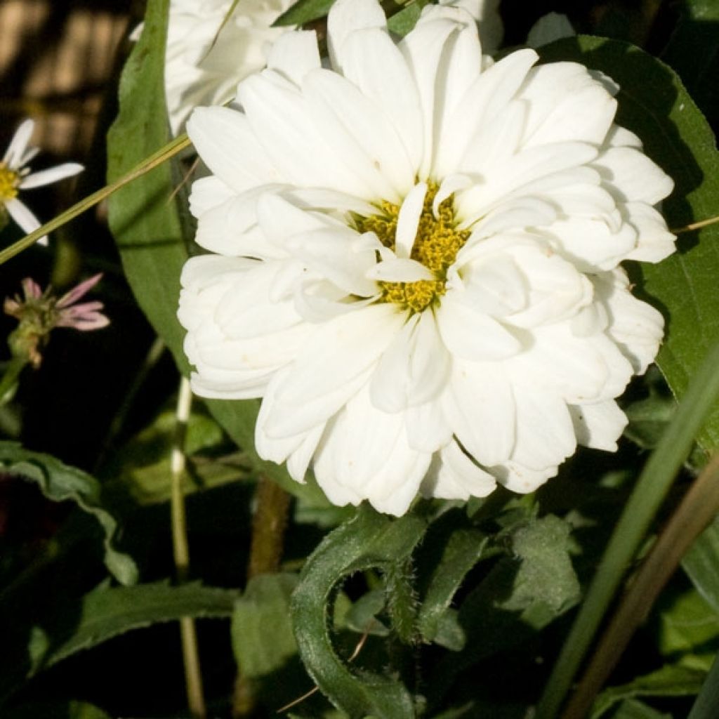 Leucanthemum Victorian Secret, Marguerite à fleurs doubles