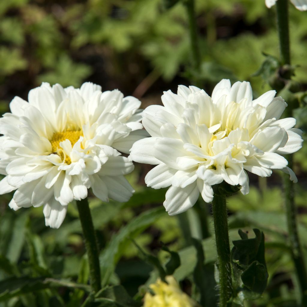 Großblumige Margerite Victorian Secret - Leucanthemum