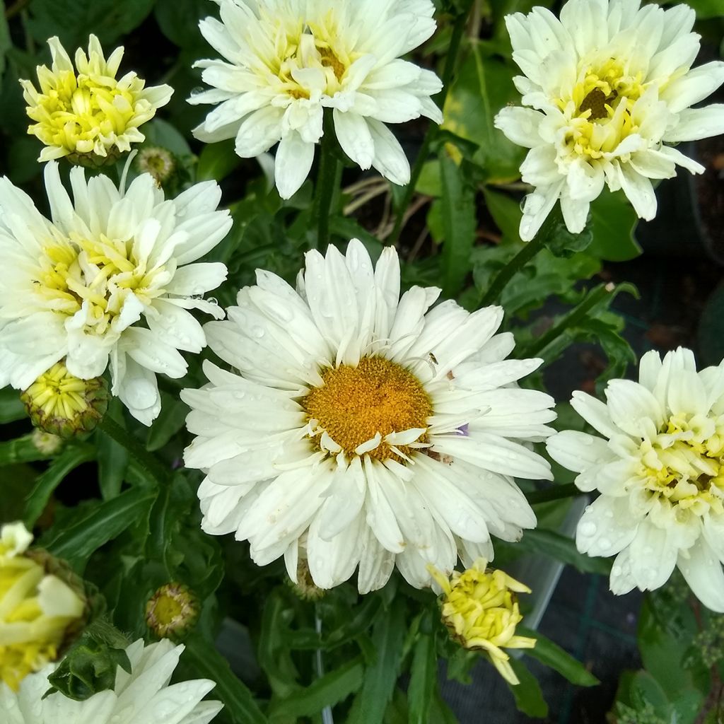 Großblumige Margerite Victorian Secret - Leucanthemum