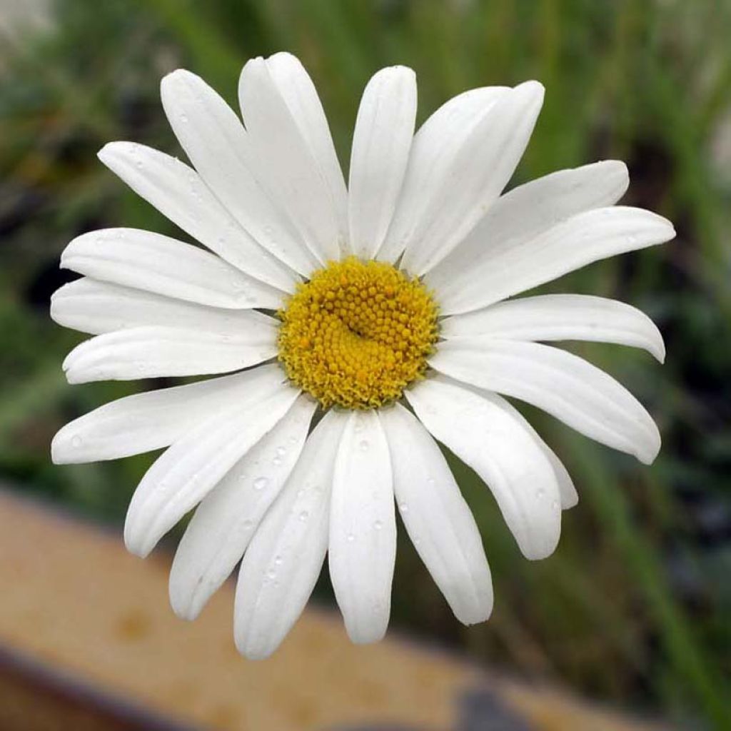 Großblumige Margerite Etoile d'Anvers - Leucanthemum