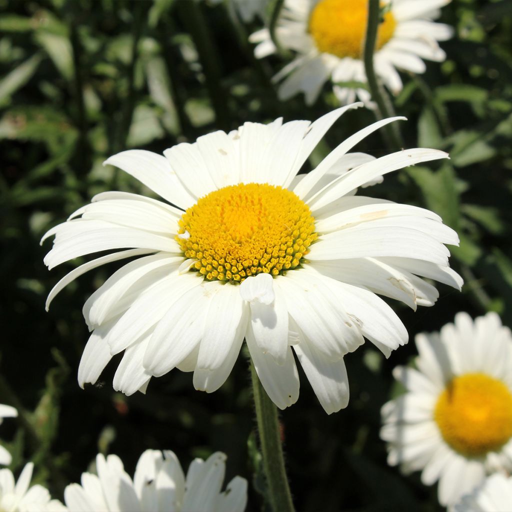 Großblumige Margerite Alaska - Leucanthemum