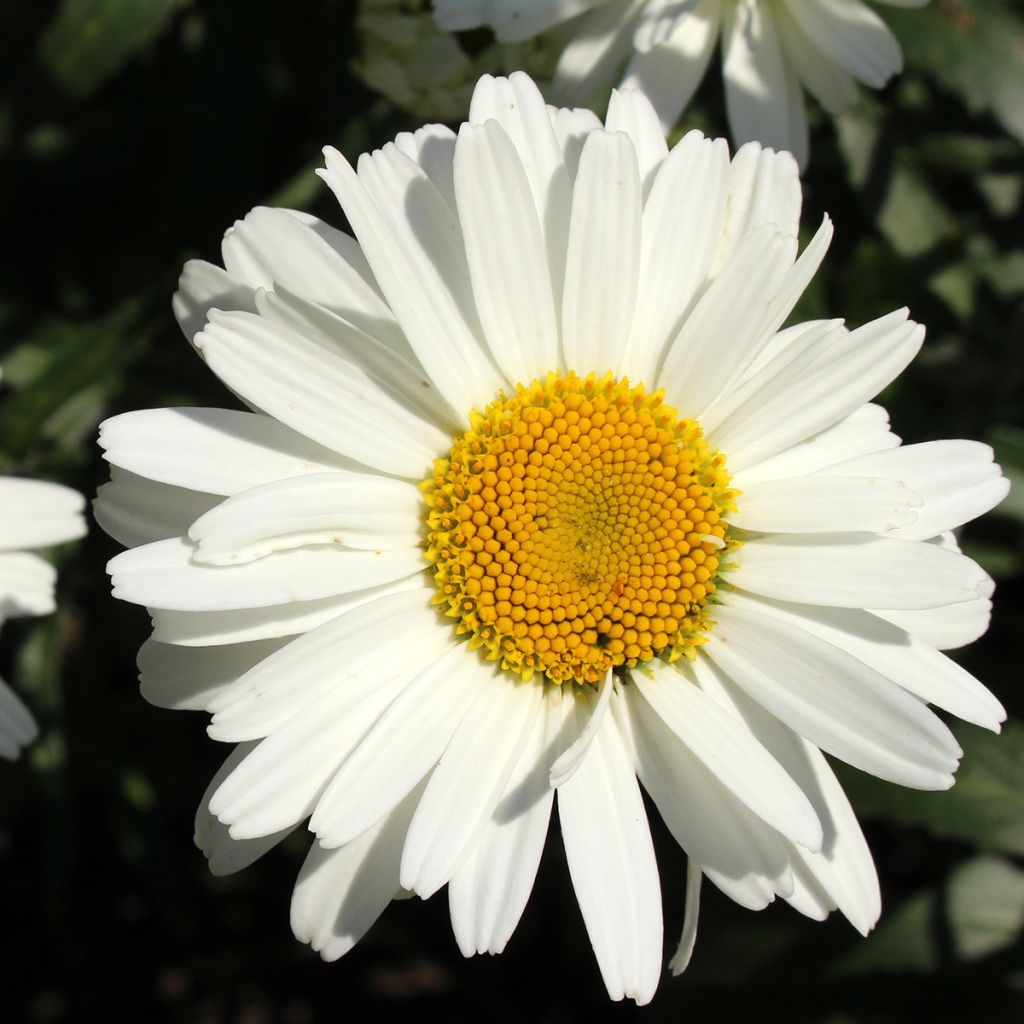 Leucanthemum superbum Alaska - Grande marguerite