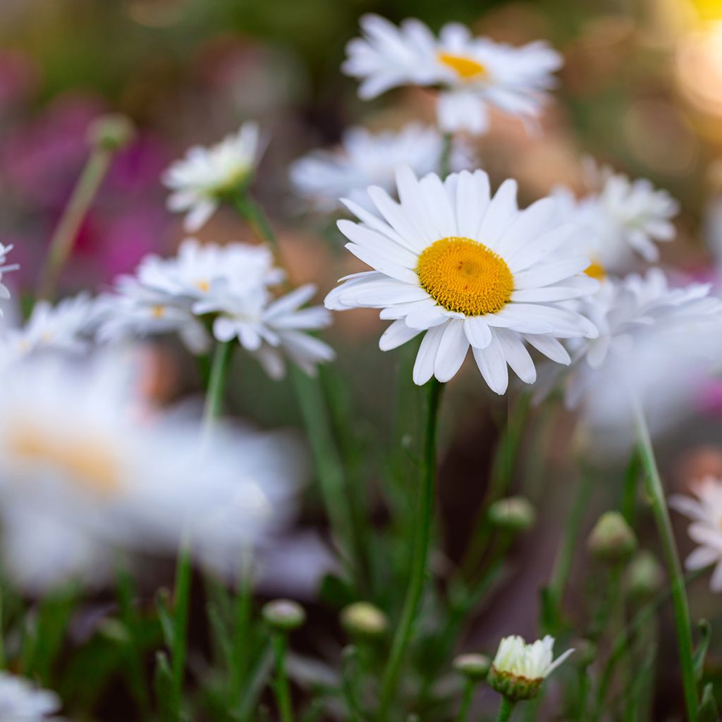 Großblumige Margerite Becky - Leucanthemum