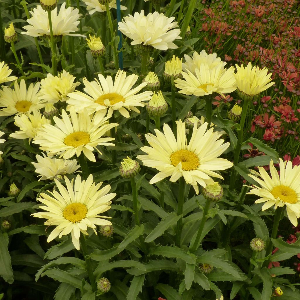 Großblumige Margerite Broadway lights - Leucanthemum