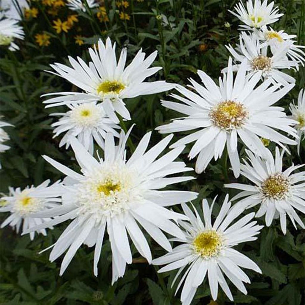 Leucanthemum superbum Christine Hagemann - grande marguerite