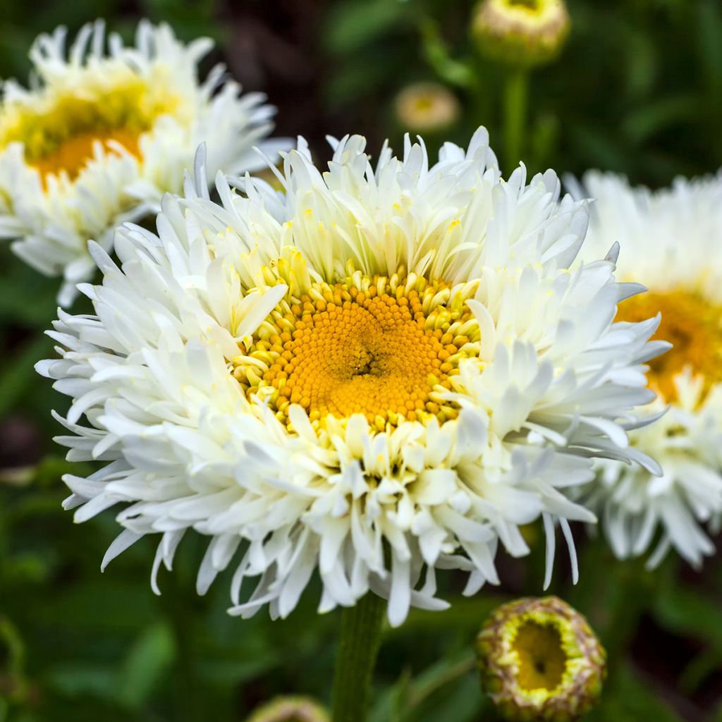 Großblumige Margerite Engelina - Leucanthemum