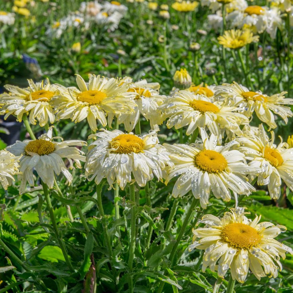 Leucanthemum superbum Goldfinch - grande marguerite