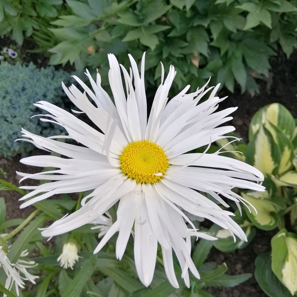 Großblumige Margerite Old Court - Leucanthemum