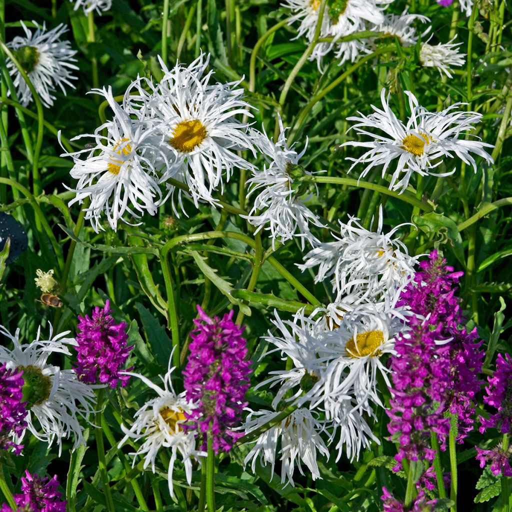 Großblumige Margerite Old Court - Leucanthemum