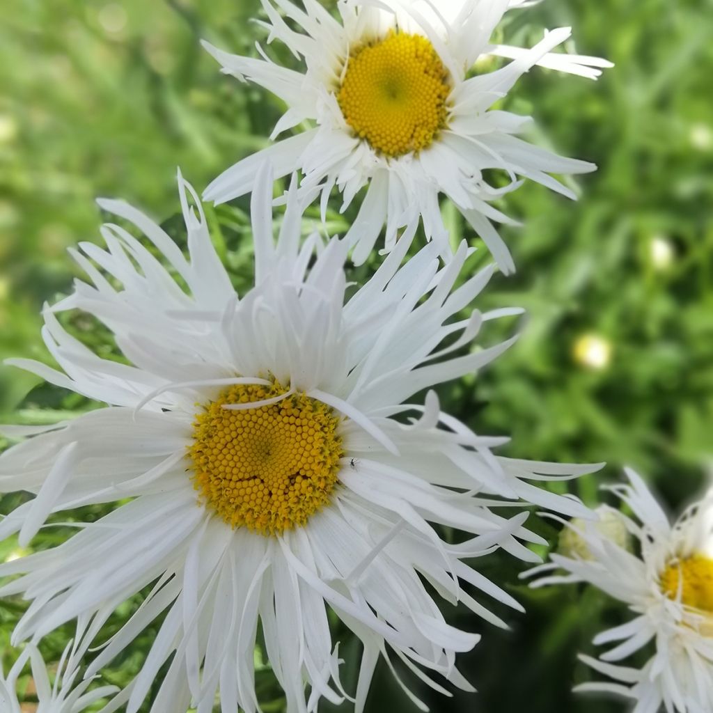 Großblumige Margerite Old Court - Leucanthemum