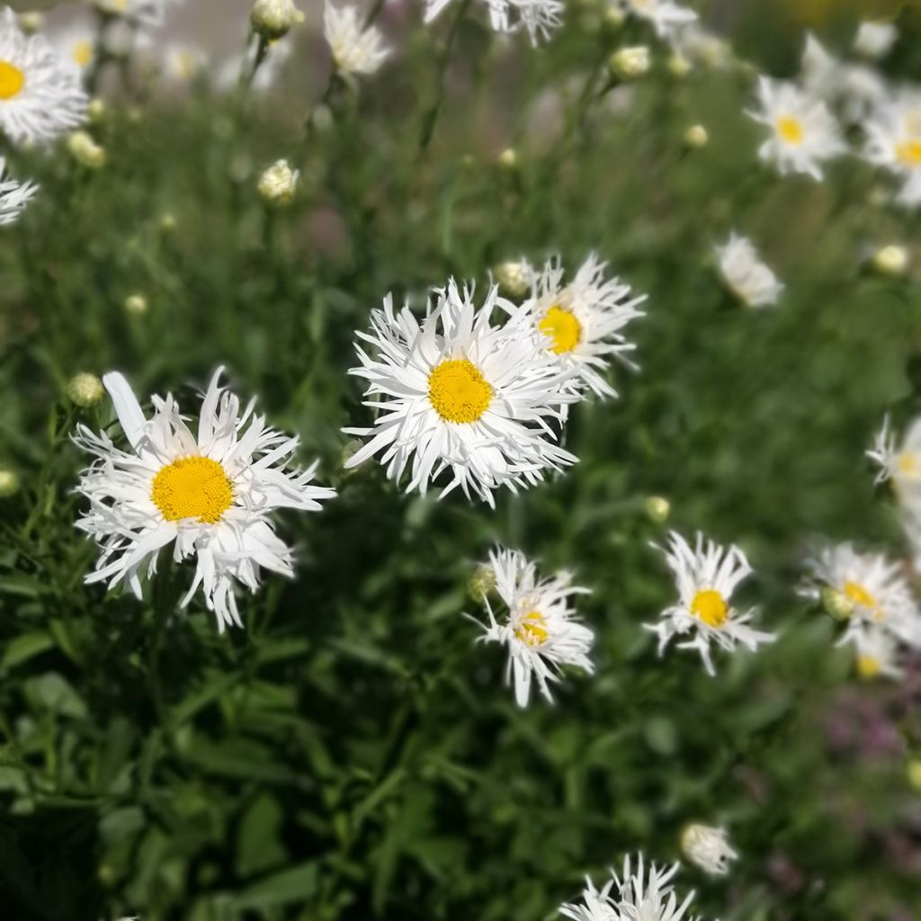 Großblumige Margerite Old Court - Leucanthemum