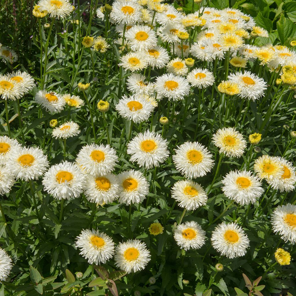 Großblumige Margerite Real Galaxy - Leucanthemum