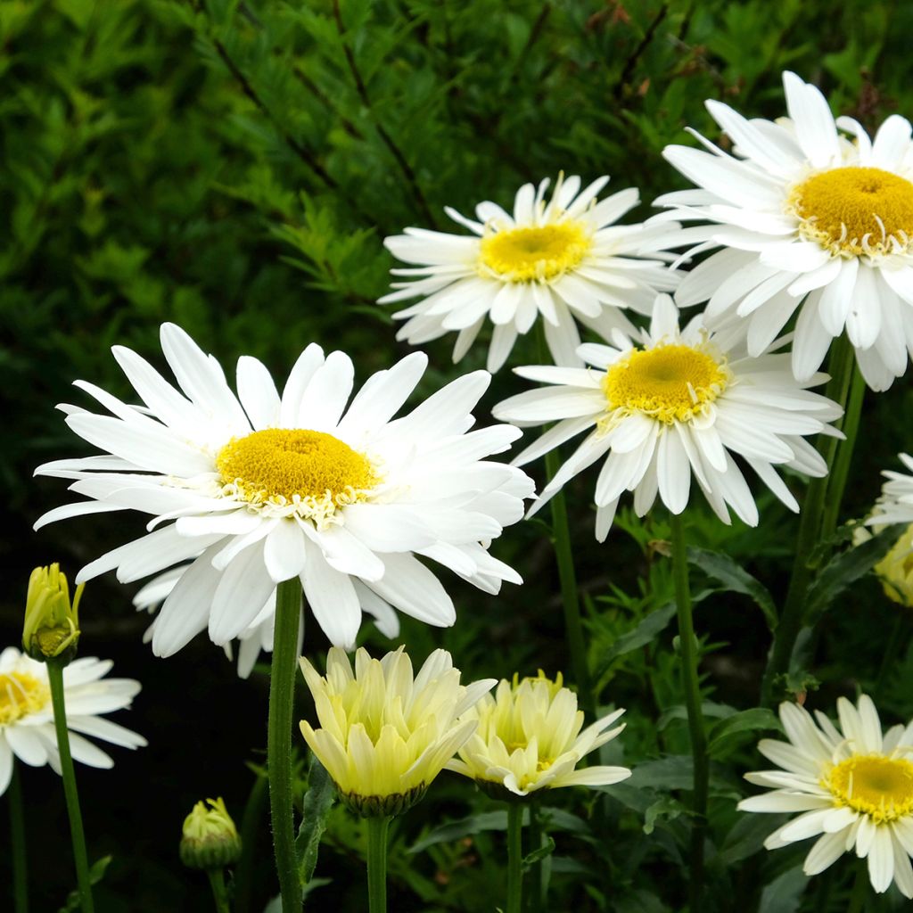 Großblumige Margerite Real Glory - Leucanthemum