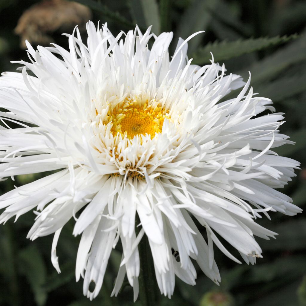 Großblumige Margerite Snehurka - Leucanthemum