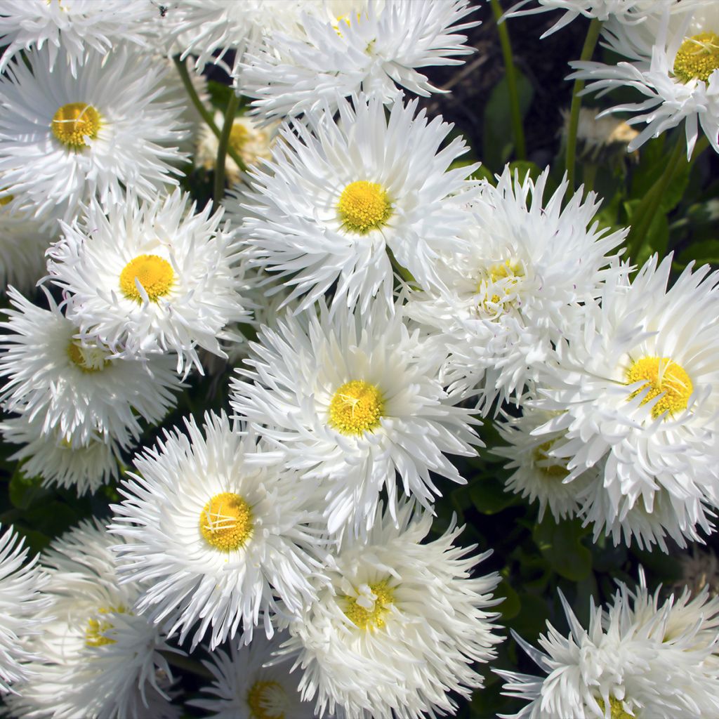 Leucanthemum superbum Snehurka