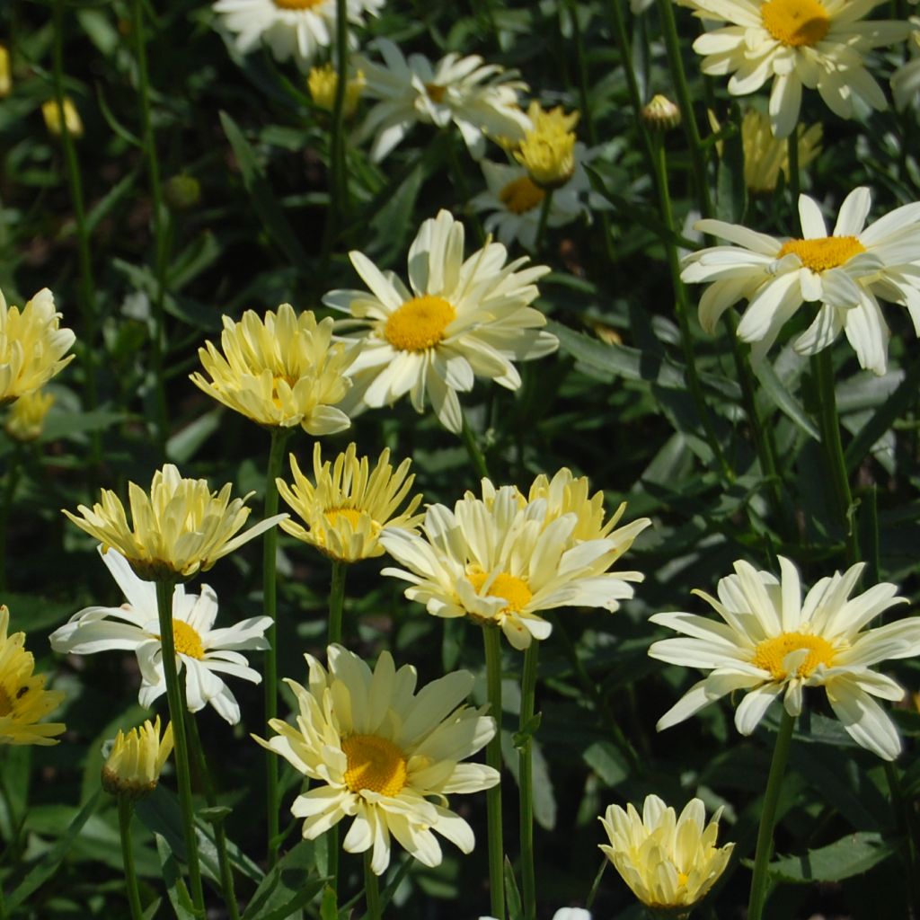 Großblumige Margerite Sonnenschein - Leucanthemum