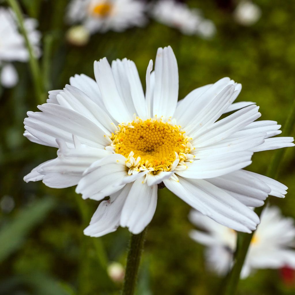 Großblumige Margerite Wirral Supreme - Leucanthemum