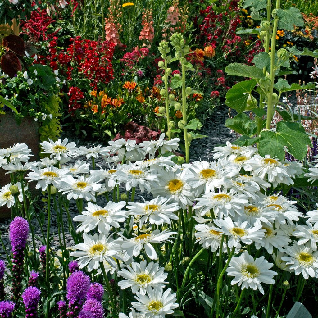 Großblumige Margerite Wirral Supreme - Leucanthemum