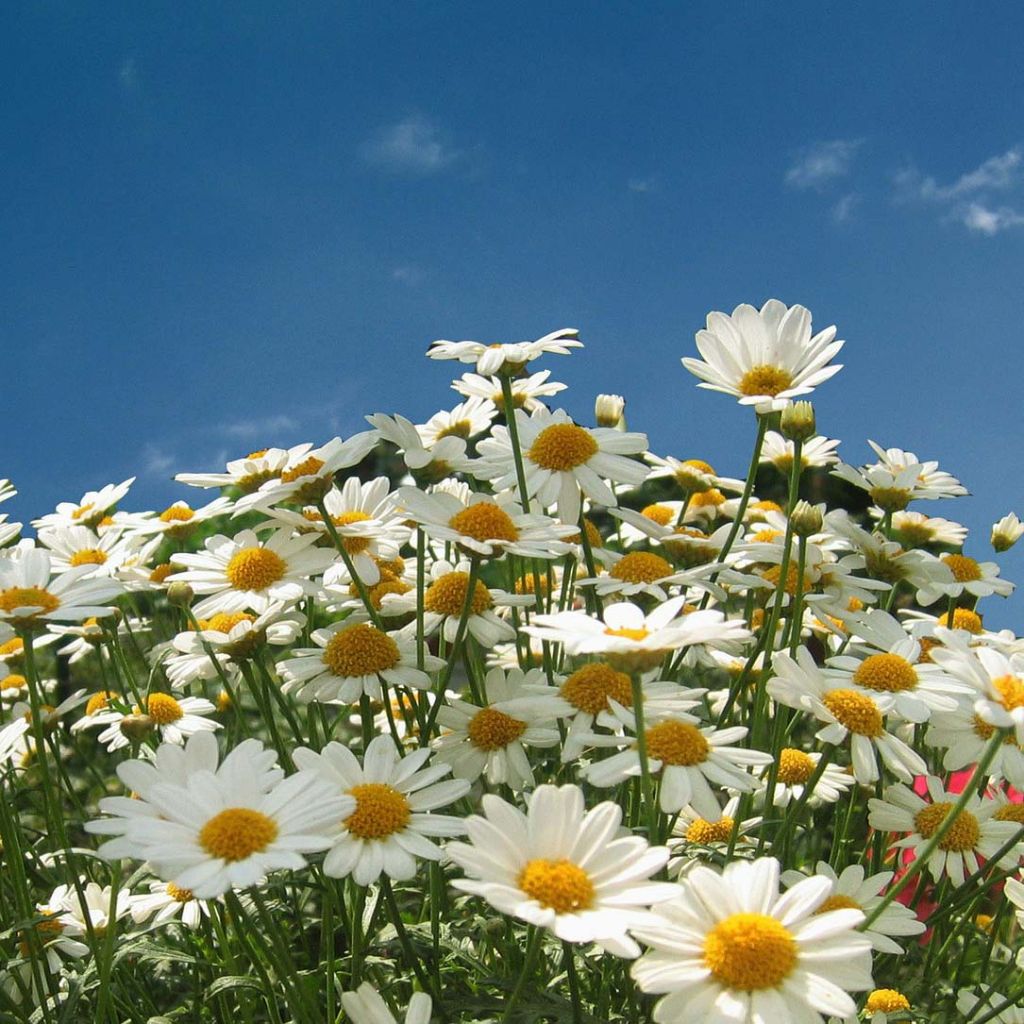 Magerwiesen-Margerite - Leucanthemum vulgare