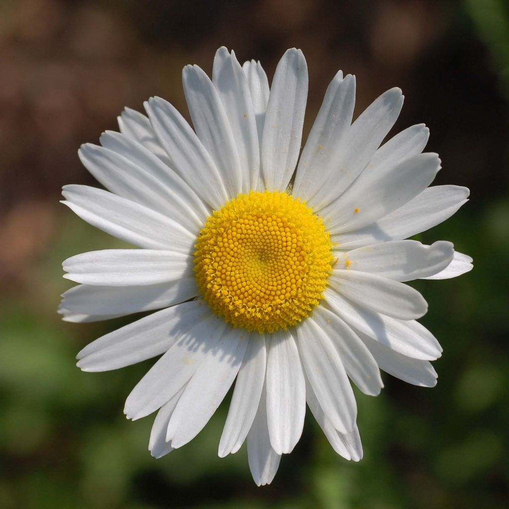 Magerwiesen-Margerite - Leucanthemum vulgare