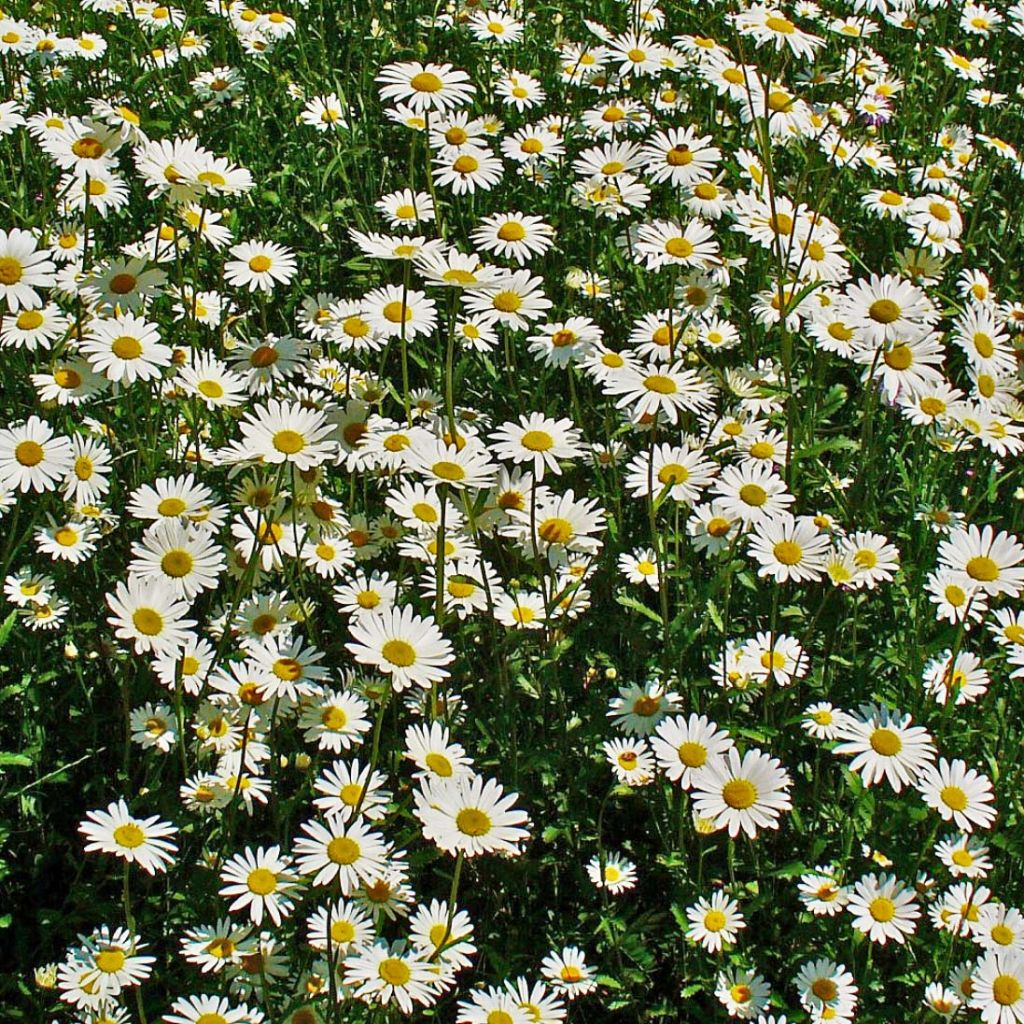 Magerwiesen-Margerite - Leucanthemum vulgare