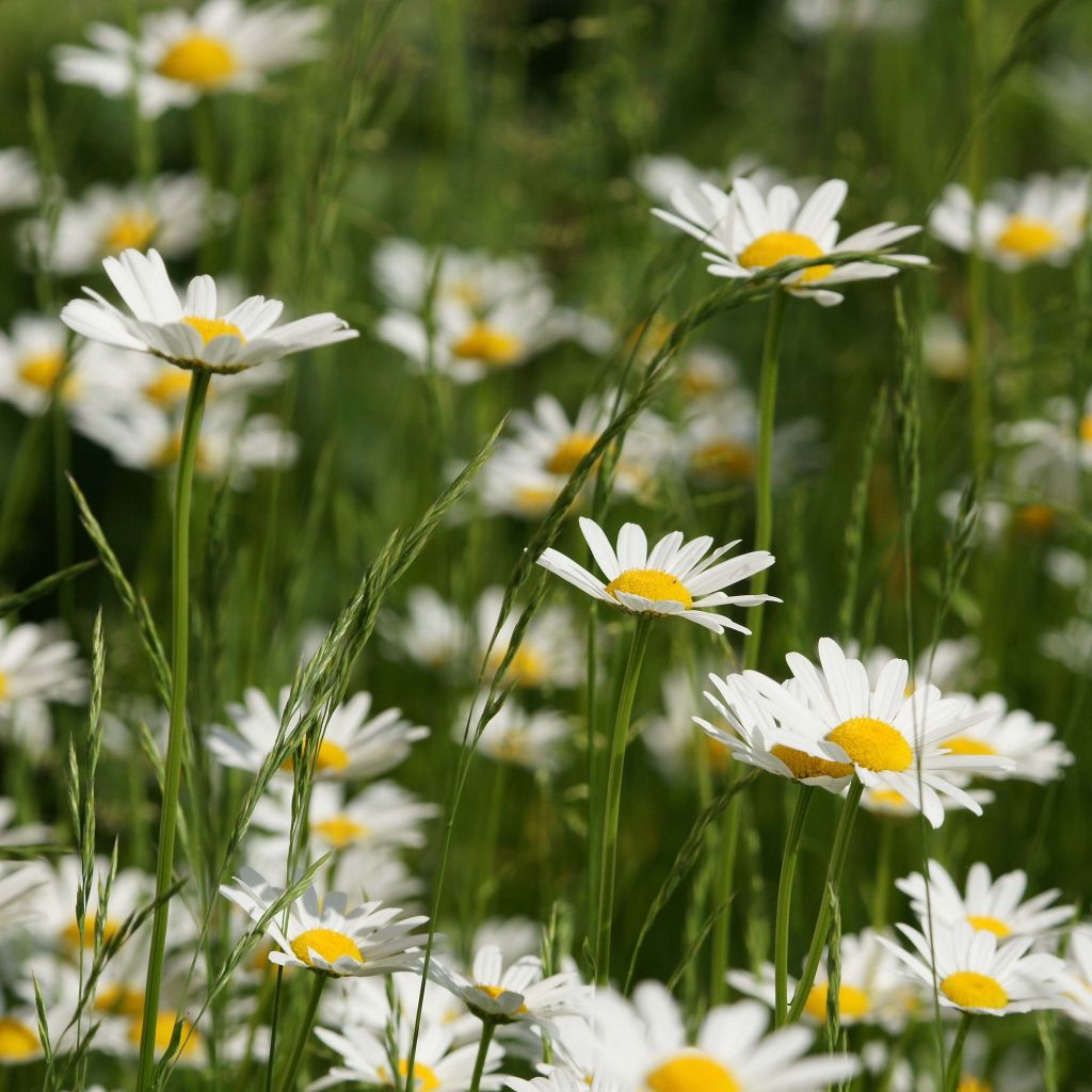 Leucanthemum vulgare - Marguerite commune.