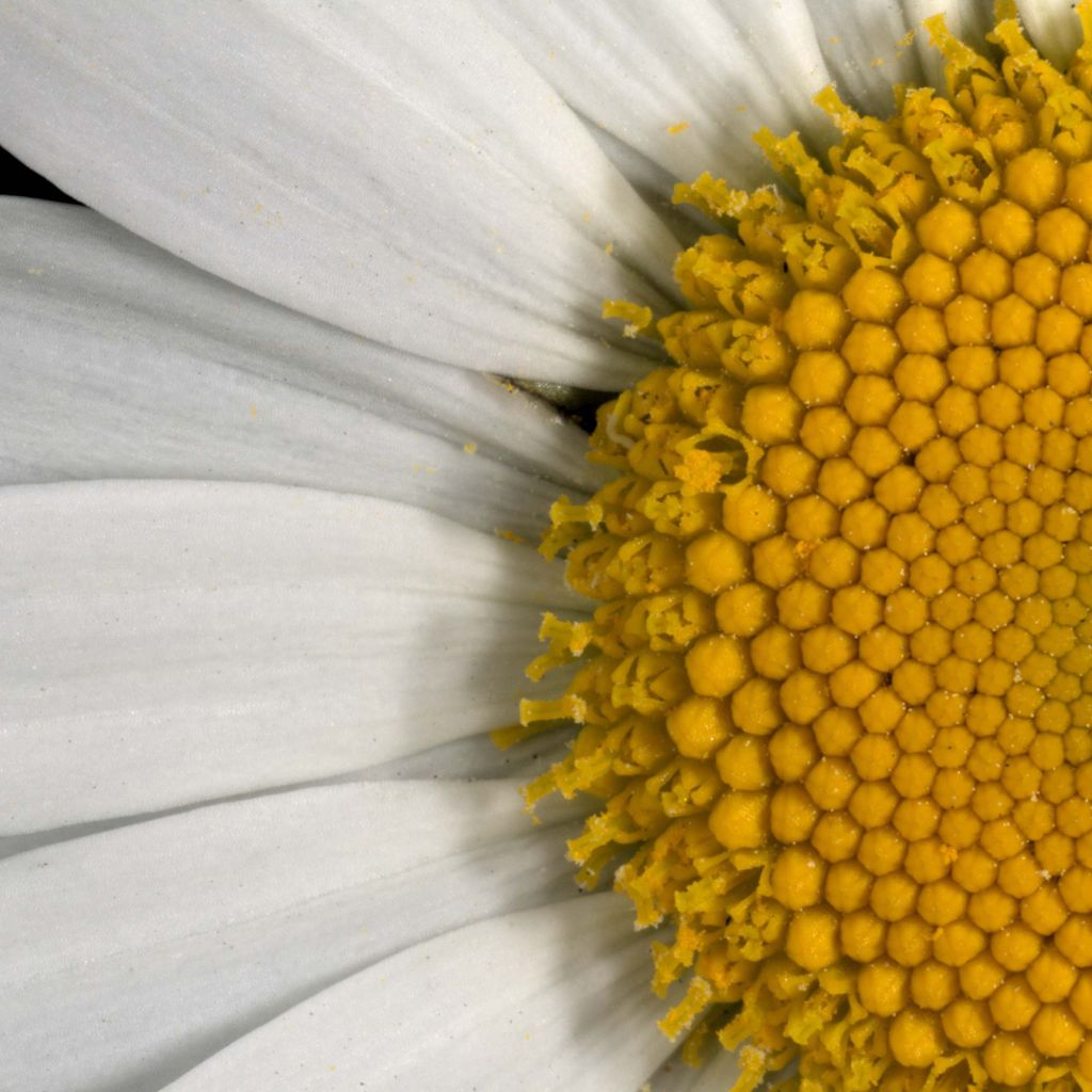 Leucanthemum vulgare - Marguerite commune.