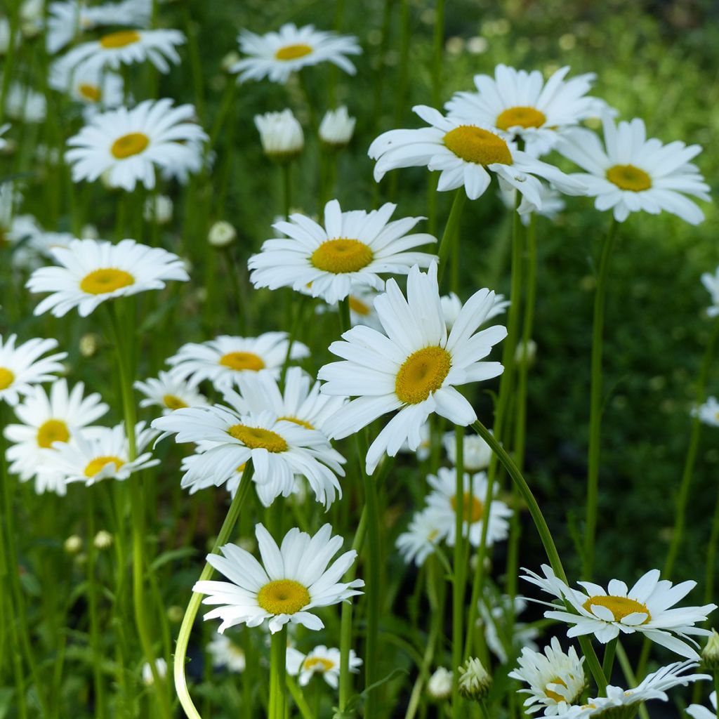 Magerwiesen-Margerite Maikönigin (Samen) - Leucanthemum vulgare