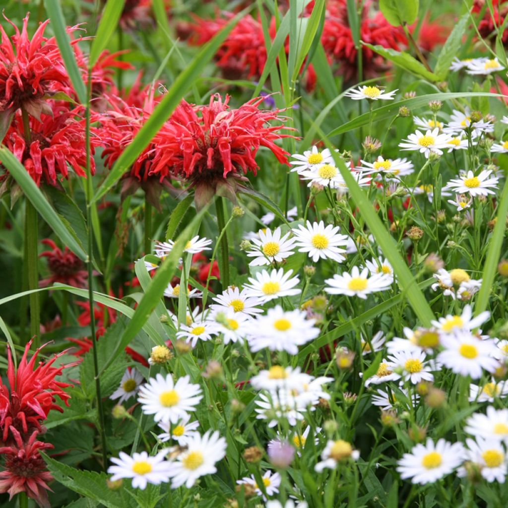 Magerwiesen-Margerite - Leucanthemum vulgare