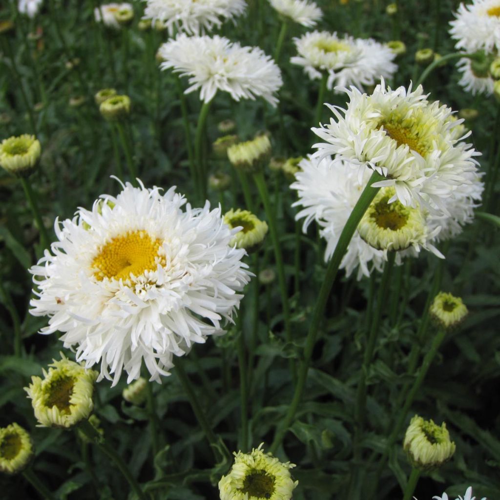 Großblumige Margerite Engelina - Leucanthemum