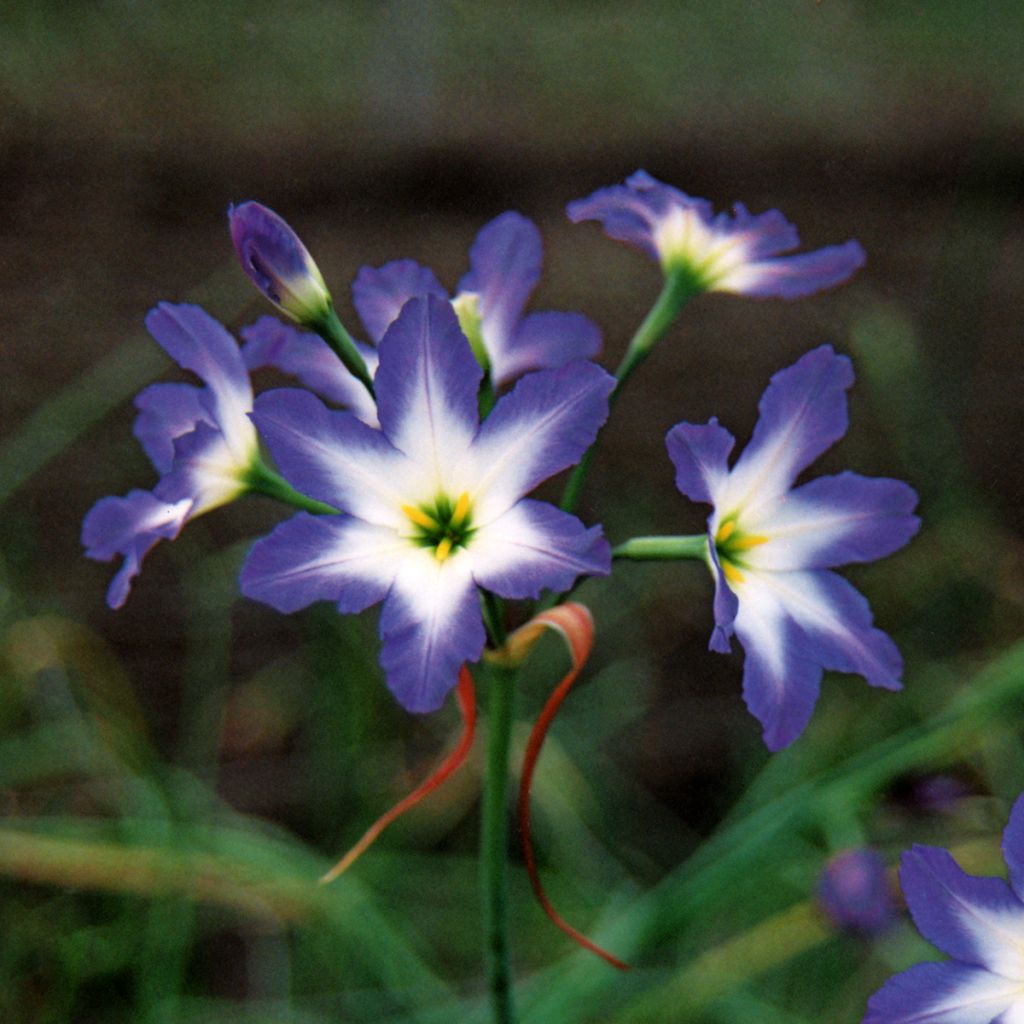 Leucocoryne ixoïdes Blue Ocean - Ruhm der Sonne