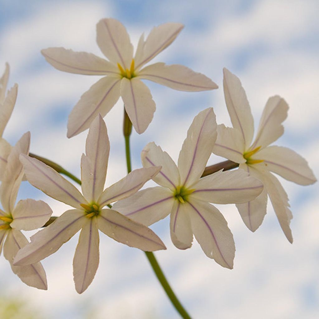 Leucocoryne ixioides White Dream - Ruhm der Sonne