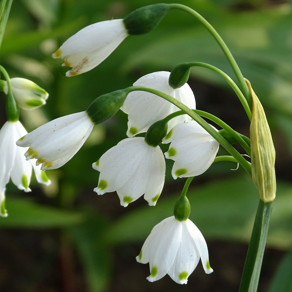 Leucojum aestivum - Sommer-Knotenblume