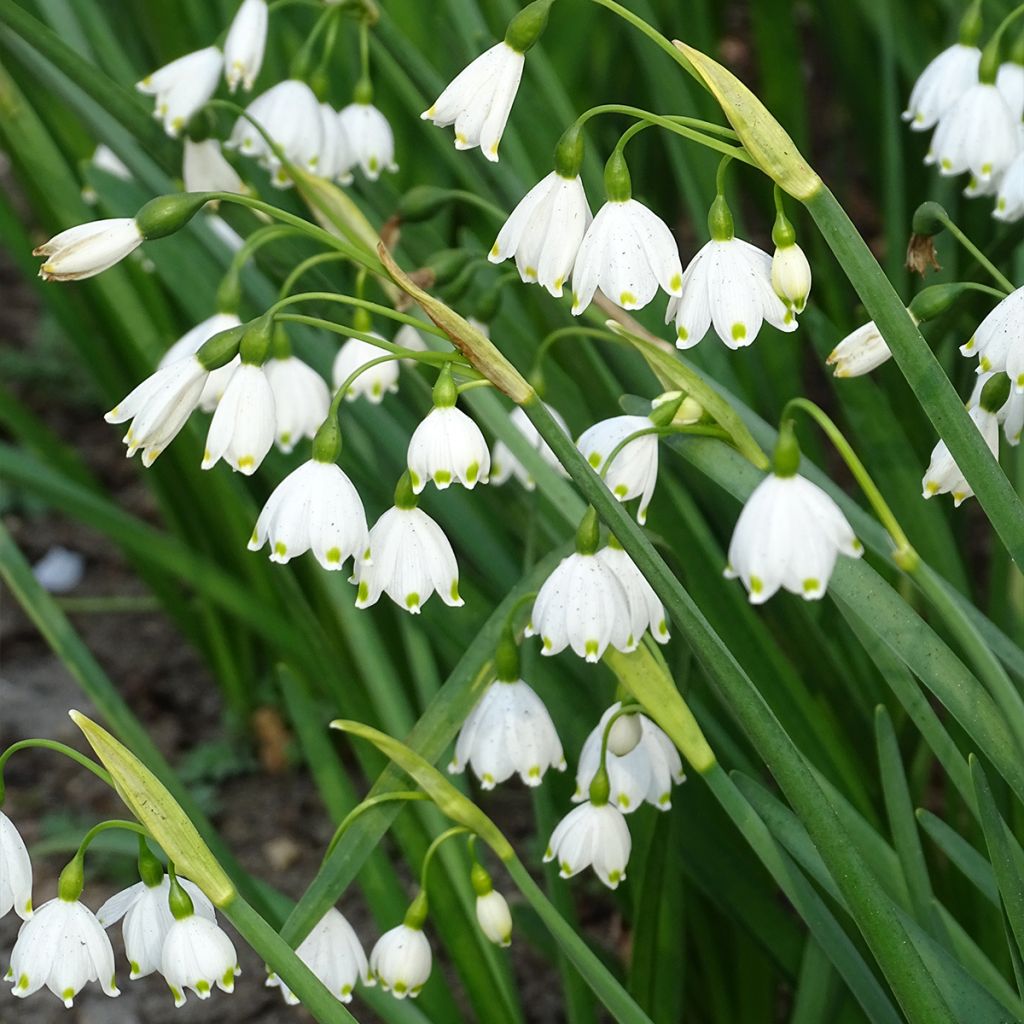 Leucojum aestivum - Sommer-Knotenblume