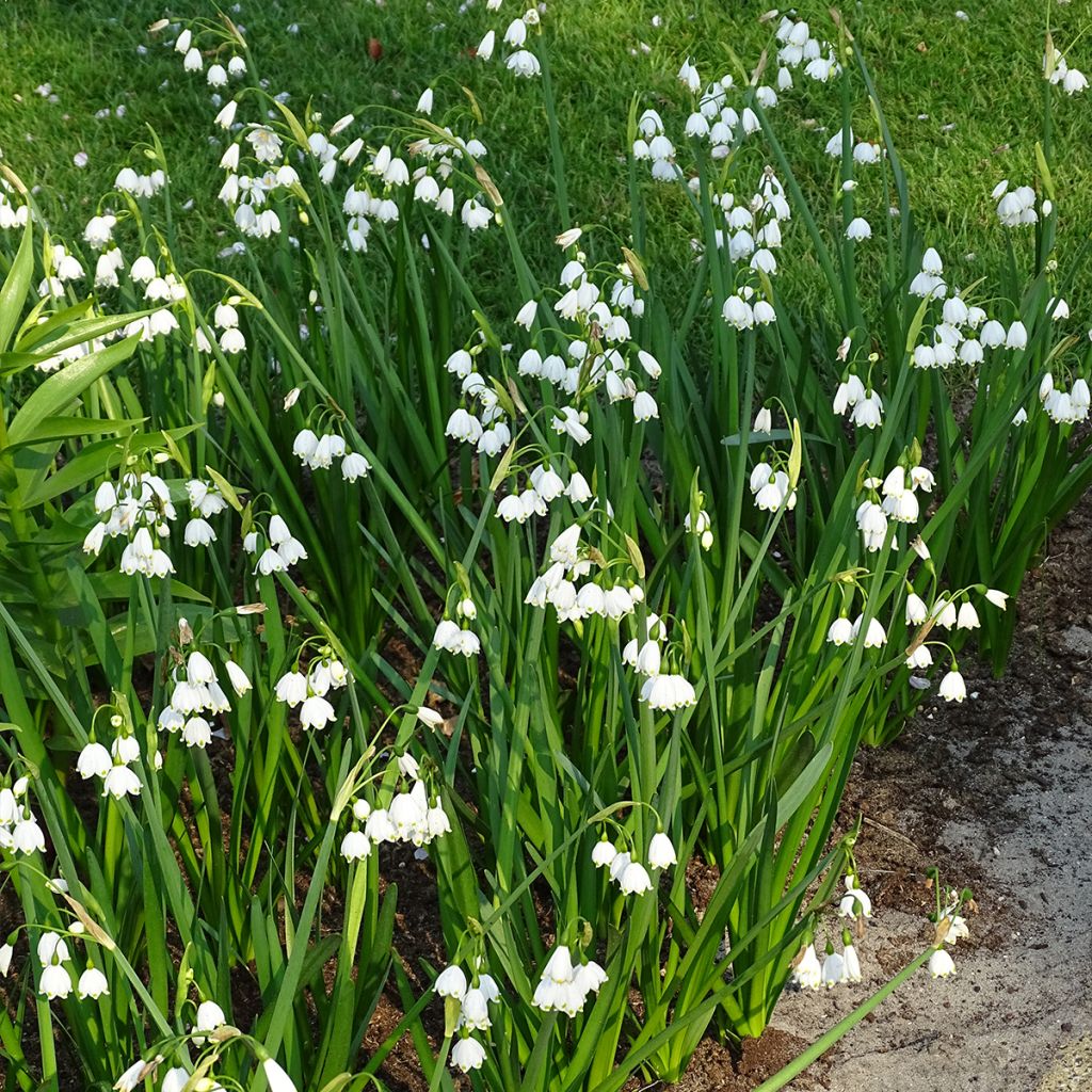 Leucojum aestivum - Sommer-Knotenblume